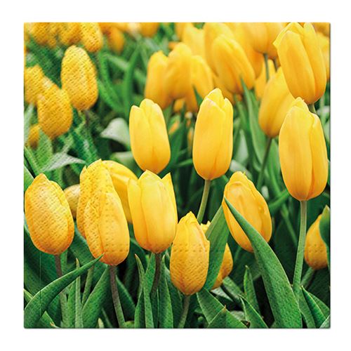 Obrúsky PAW L 33x33cm Tulips Field