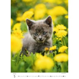Nástenný kalendár 2027 Kittens/Koťátka/Mačičky (1)
